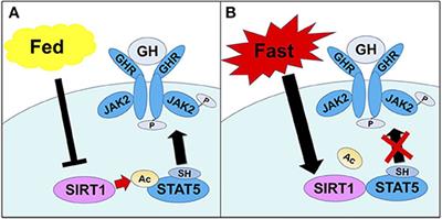 The Essential Role of SIRT1 in Hypothalamic-Pituitary Axis